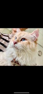 Siberische Neva Masquerade kater dekkater 1 jaar oud te koop, Dieren en Toebehoren, Kater, Langharig, 0 tot 2 jaar