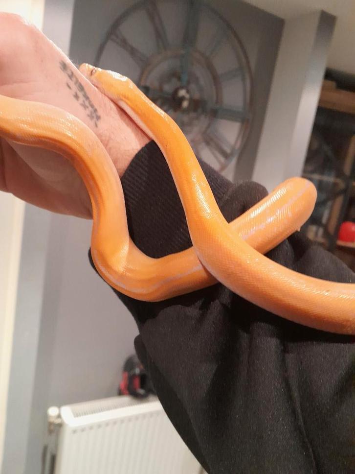 Dwarf retic Purple Albino GC Tiger nk 25