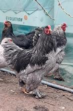 Brahma hanen, Dieren en Toebehoren, Pluimvee, Mannelijk, Kip
