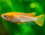 Medaka Sparkled Orange Zest - Koidream Valburg, Vis, Zoetwatervis