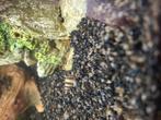 Helenaslak, Dieren en Toebehoren, Vissen | Aquariumvissen, Vis