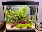 Aquarium 25 liter inc toebehoren, Ophalen