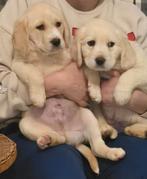 Twee schattige pups opzoek naar liefde, 15 weken tot 1 jaar, Buitenland, Parvo, Eén hond