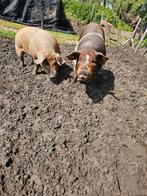 2 husmer varkens borgjes, Dieren en Toebehoren, Schapen, Geiten en Varkens, Mannelijk, 0 tot 2 jaar, Varken