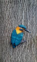 IJSVOGEL - THE BEAUTY - FARMWOOD, Ophalen of Verzenden, Nieuw
