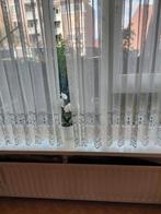 Vitrage met kant 4 stuks igst, Ophalen, Gebruikt, 100 tot 150 cm, Wit