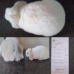 De 3 laatste wit blauwoog rex hangoordwerg wegens stoppen, Dieren en Toebehoren, Konijnen, Meerdere dieren, Dwerg