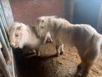 2 lieve mini paardjes. 1 hengst en 1 merrie., Dieren en Toebehoren, Pony's, Gechipt, Niet van toepassing, Hengst, A pony (tot 1.17m)