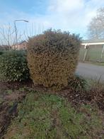 Cilinder vormige conifeer, Ophalen