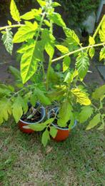 3 tomaten plantjes, Tuin en Terras, Planten | Tuinplanten, Ophalen, Volle zon, Groenteplanten, Eenjarig