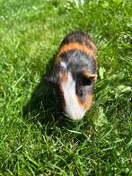 Cavia beertjes, Dieren en Toebehoren, Knaagdieren, Cavia, Mannelijk, Juli, Tam