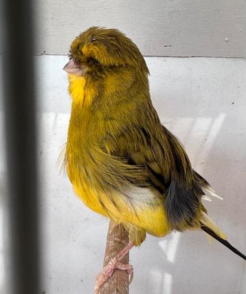 Norwich kanarie man beschikbaar voor biedingen