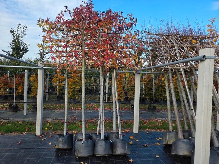 Leiboom Amberboom Worplesdon 14/+ in pot, Tuin en Terras, Planten | Bomen, Volle zon, In pot, Ophalen of Verzenden