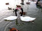 Zwarthals zwanen | Losse mannen te koop | Mooie zwanen, Dieren en Toebehoren, Mannelijk, Gans of Zwaan