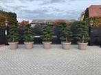 Ilex crenata kinme Japanse tuinbonsai, Ophalen, Zomer, Halfschaduw, Overige soorten