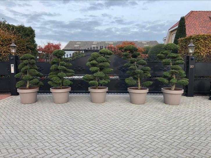 Ilex crenata kinme Japanse tuinbonsai, Tuin en Terras, Planten | Bomen, Overige soorten, Halfschaduw, Zomer, Ophalen