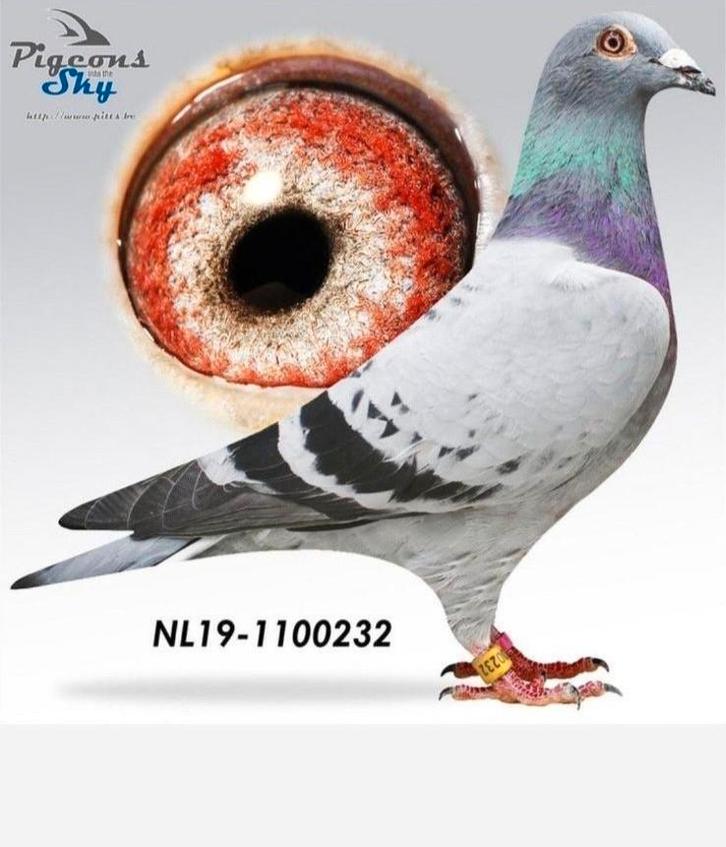 Postduif Super inbred "HARRY", Dieren en Toebehoren, Vogels | Duiven, Postduif, Vrouwelijk