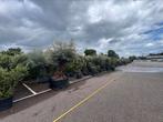 Olijfbomen en palmen. Echt of zijde. Alles is leverbaar, Tuin en Terras, Volle zon, Ophalen of Verzenden, 100 tot 250 cm, Olijfboom