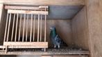 Mooi koppel postduiven, Dieren en Toebehoren, Vogels | Duiven, Meerdere dieren, Postduif