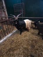 Te koop wallische bokken, Dieren en Toebehoren, Schapen, Geiten en Varkens, Mannelijk, Schaap