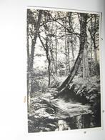 8768-9 Esbeek, beek in de HERTGANG 1942 fotokaart, Verzamelen, Verzenden, 1940 tot 1960, Gelderland