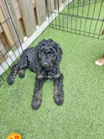 Australian Labradoodle pup, Dieren en Toebehoren, Overige rassen, 8 tot 15 weken, Teef, CDV (hondenziekte)
