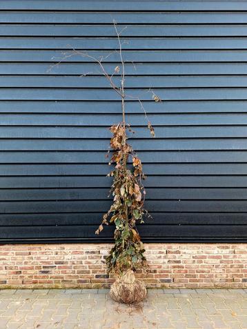 Fagus sylvatica 'Purpurea Pendula' (Rode treurbeuk)🍁 beschikbaar voor biedingen