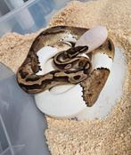 Piebald bewezen kweekdame Python Regius, Dieren en Toebehoren, Slang