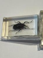 Insecten in acrylhars, Ophalen of Verzenden, Nieuw, Opgezet dier