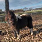 Mooi stel ponys tekoop, Dieren en Toebehoren, Pony's, Merrie, A pony (tot 1.17m)