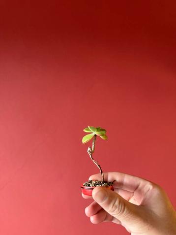 Aeonium kiwi bonsai beschikbaar voor biedingen