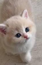 Britse korthaar kittens