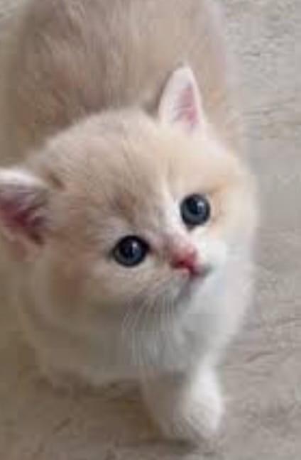 Britse korthaar kittens, Dieren en Toebehoren, Katten en Kittens | Raskatten | Korthaar