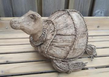 Schildpad kokosnoot beschikbaar voor biedingen