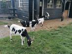 Mooie zwartbonte geiten., Dieren en Toebehoren, Vrouwelijk, Geit