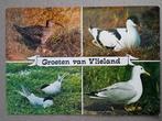 Ansichtkaart Vlieland, Ophalen of Verzenden, 1960 tot 1980, Waddeneilanden