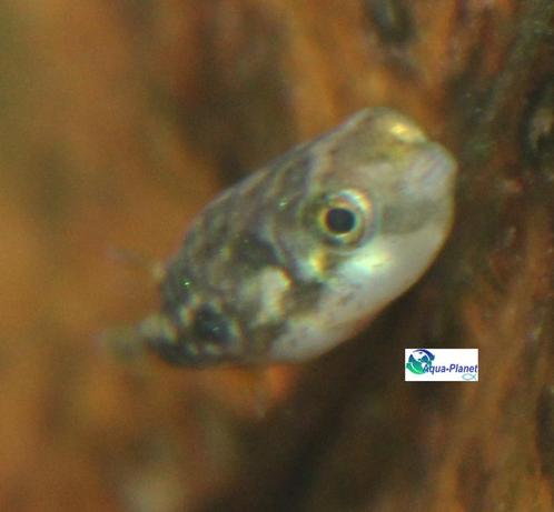 Dwergkogelvis, Dieren en Toebehoren, Vissen | Aquariumvissen, Zoetwatervis, Vis