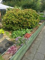 Gratis Skimmia..., Ophalen of Verzenden, Overige soorten