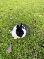 Dwergkonijntje, Dieren en Toebehoren, Konijnen, Mannelijk, Dwerg, 0 tot 2 jaar