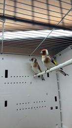 Koppel wildkleur major putters, Dieren en Toebehoren, Vogels | Overige Vogels, Meerdere dieren, Wildzangvogel, Geringd