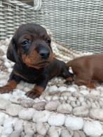 Èèn teckel pup reutje donkere wildkleur, CDV (hondenziekte), 8 tot 15 weken, Korthaar, Dwerg