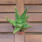 Aloe Vitro | Ø8,5cm H15cm, Ophalen of Verzenden, Vetplant, Minder dan 100 cm