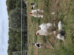 Kuikens witte brahma lakenverder, Dieren en Toebehoren, Pluimvee, Geslacht onbekend, Kip
