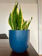 Bloempot blauw, Ophalen, Rond, Zo goed als nieuw, Aardewerk