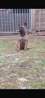 Mechelse herder pups, Dieren en Toebehoren, België, Fokker | Hobbymatig, 8 tot 15 weken, Parvo