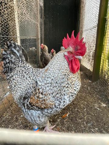 Grote Marans hennen: zilverpatrijs en koekoek goudhalzig beschikbaar voor biedingen