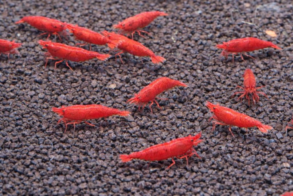 Bloody Mary Garnalen - Neocaridina denticulata, Dieren en Toebehoren, Vissen | Aquariumvissen, Zoetwatervis, Kreeft, Krab of Garnaal