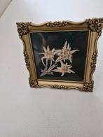 Echte Gedroogde Edelweiss Bloemen in GoudkleurigeLijst, Minder dan 50 cm, Gebruikt, Ophalen of Verzenden, Foto of Poster