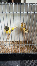 Koppeltje gloster kanaries, Meerdere dieren, Kleurkanarie