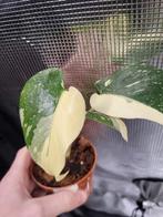 Monstera Créme Brulé, Huis en Inrichting, Kamerplanten, Overige soorten, In pot, Minder dan 100 cm, Groene kamerplant